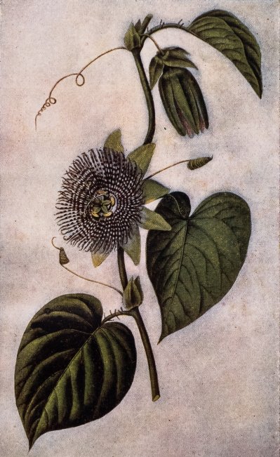 Passiflora ligularis juss, La medicina popular peruana