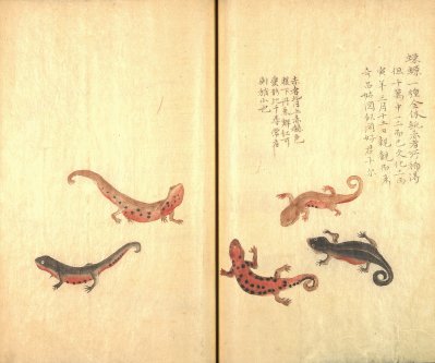 Représentation de cynops (imori) dans l’ouvrage Chichūfu