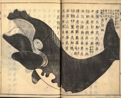 Représentation de baleine (kujira) dans l’ouvrage Geishi