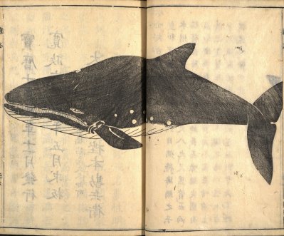 Représentation de baleine (kujira) dans l’ouvrage Geishi.